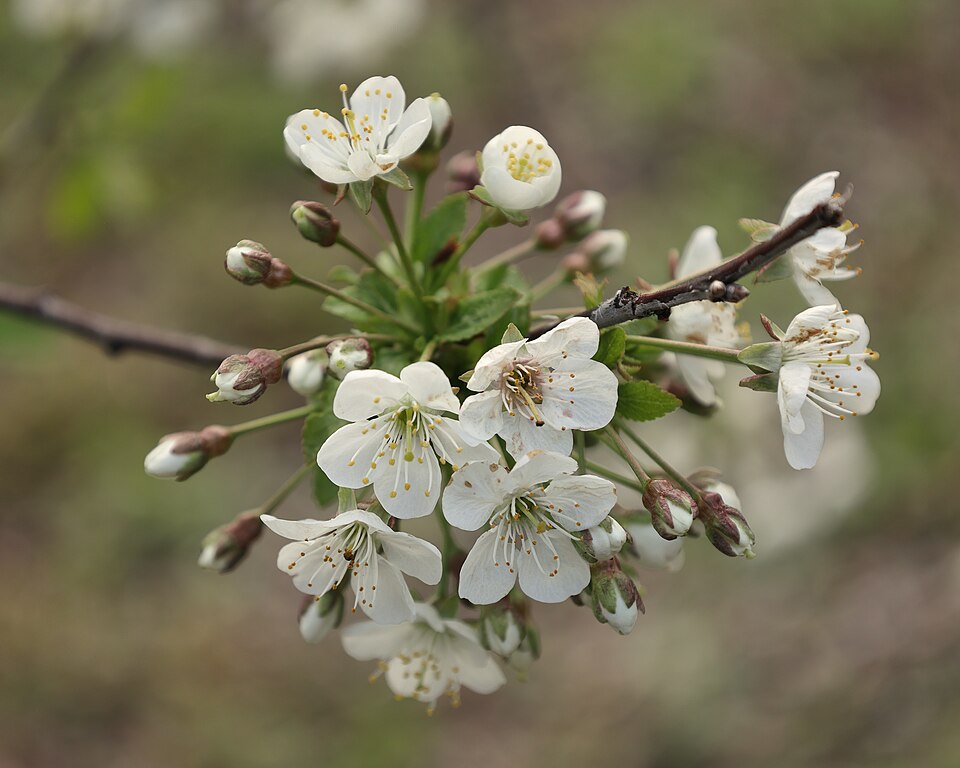 Prunus cerasus 'North Star' (North Star Cherry) (alternate view 2)