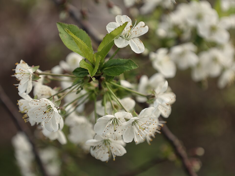 Prunus cerasus 'North Star' (North Star Cherry) (alternate view 3)