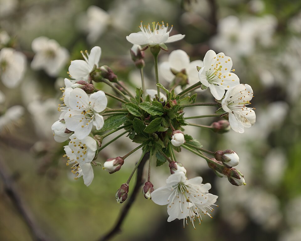 Prunus cerasus 'North Star' (North Star Cherry) (alternate view 4)