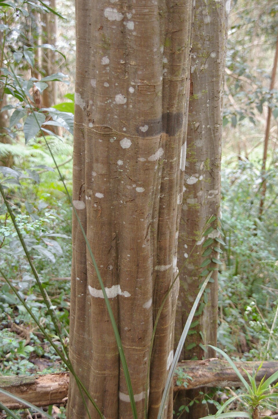 Guioa semiglauca (Guioa) (alternate view 10)