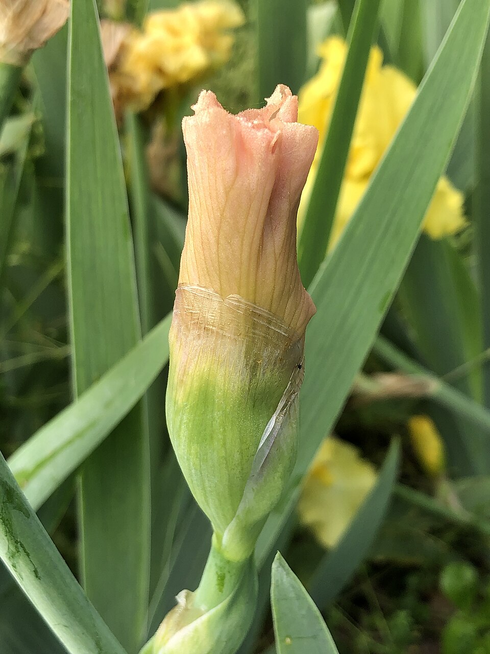 Iris germanica 'Beverly Sills' (Beverly Sills Reblooming Iris) (alternate view 3)