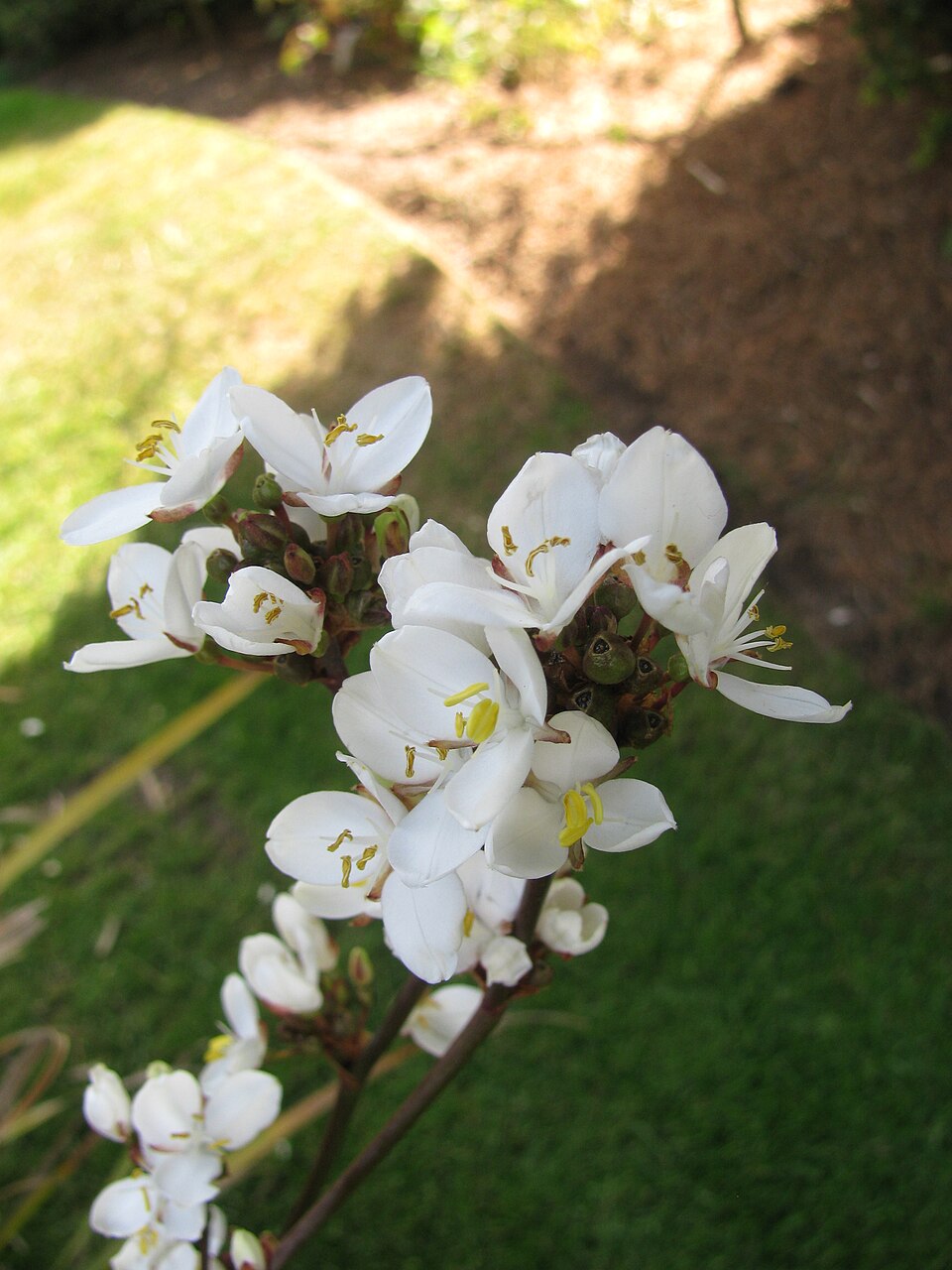 Libertia chilensis (alternate view 10)