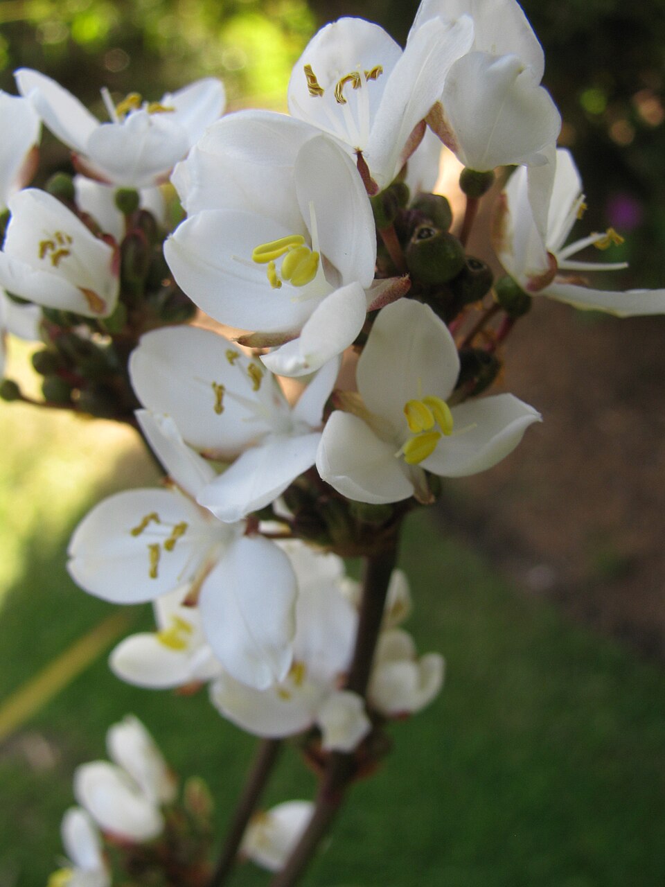 Libertia chilensis (alternate view 11)