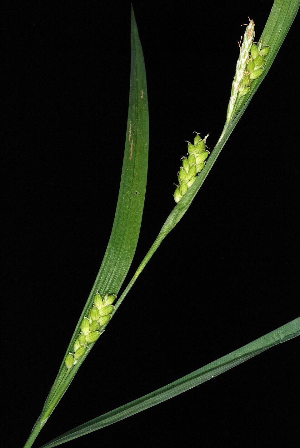 Carex flaccosperma (Blue Wood Sedge) (alternate view 6)