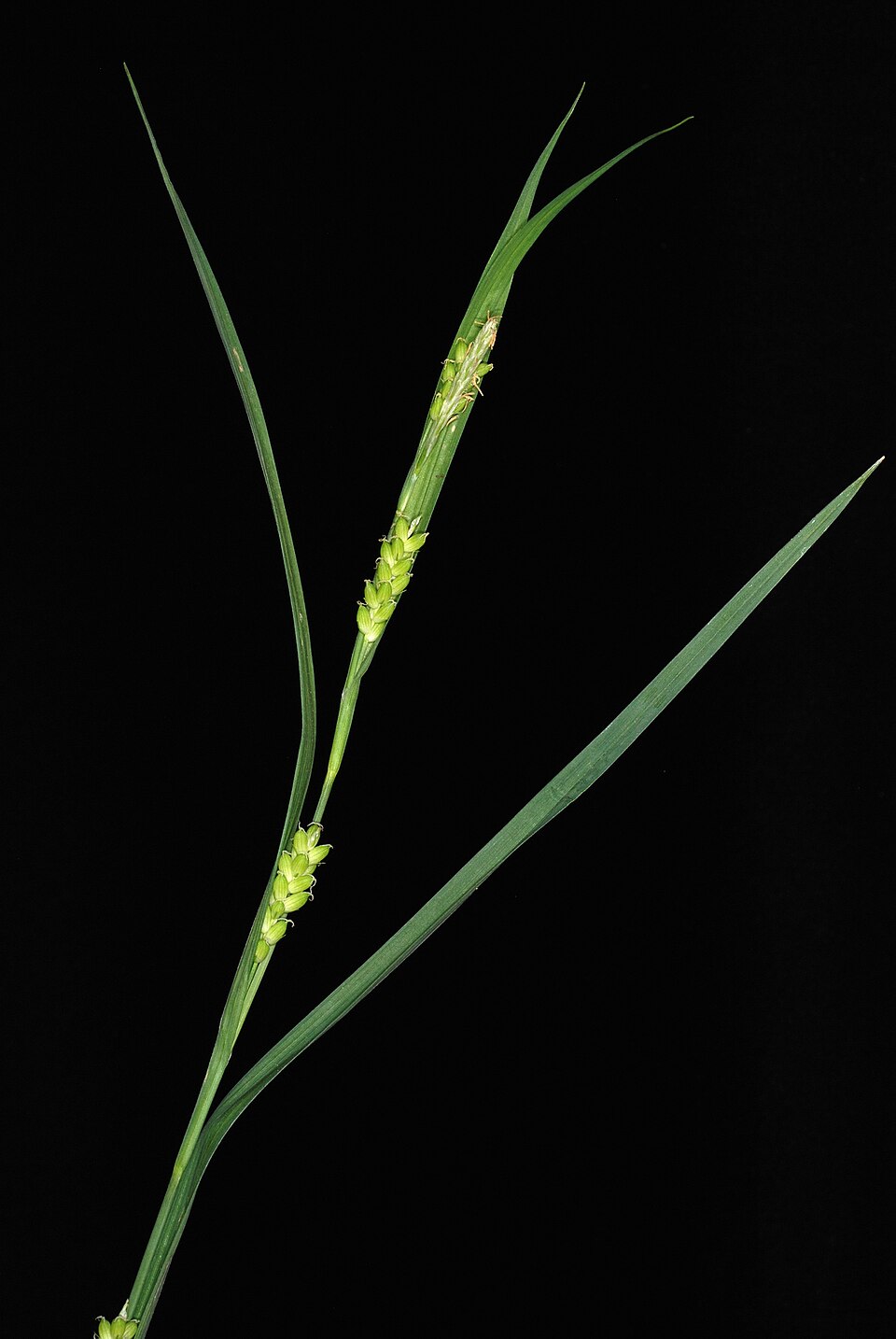 Carex flaccosperma (Blue Wood Sedge) (alternate view 7)