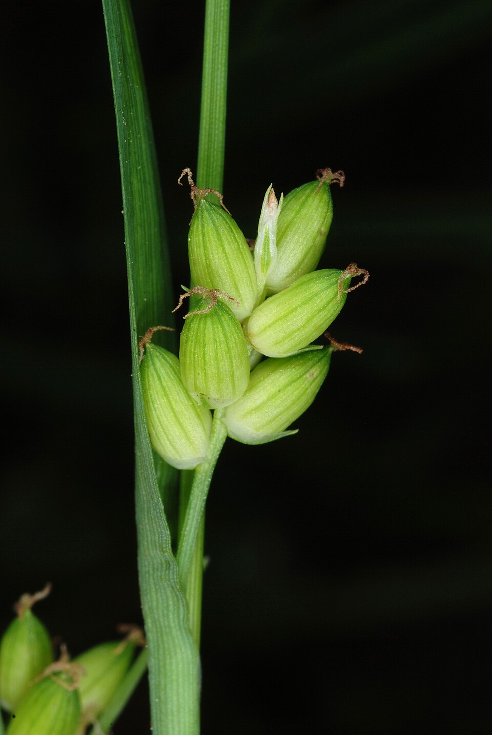 Carex flaccosperma (Blue Wood Sedge) (alternate view 8)