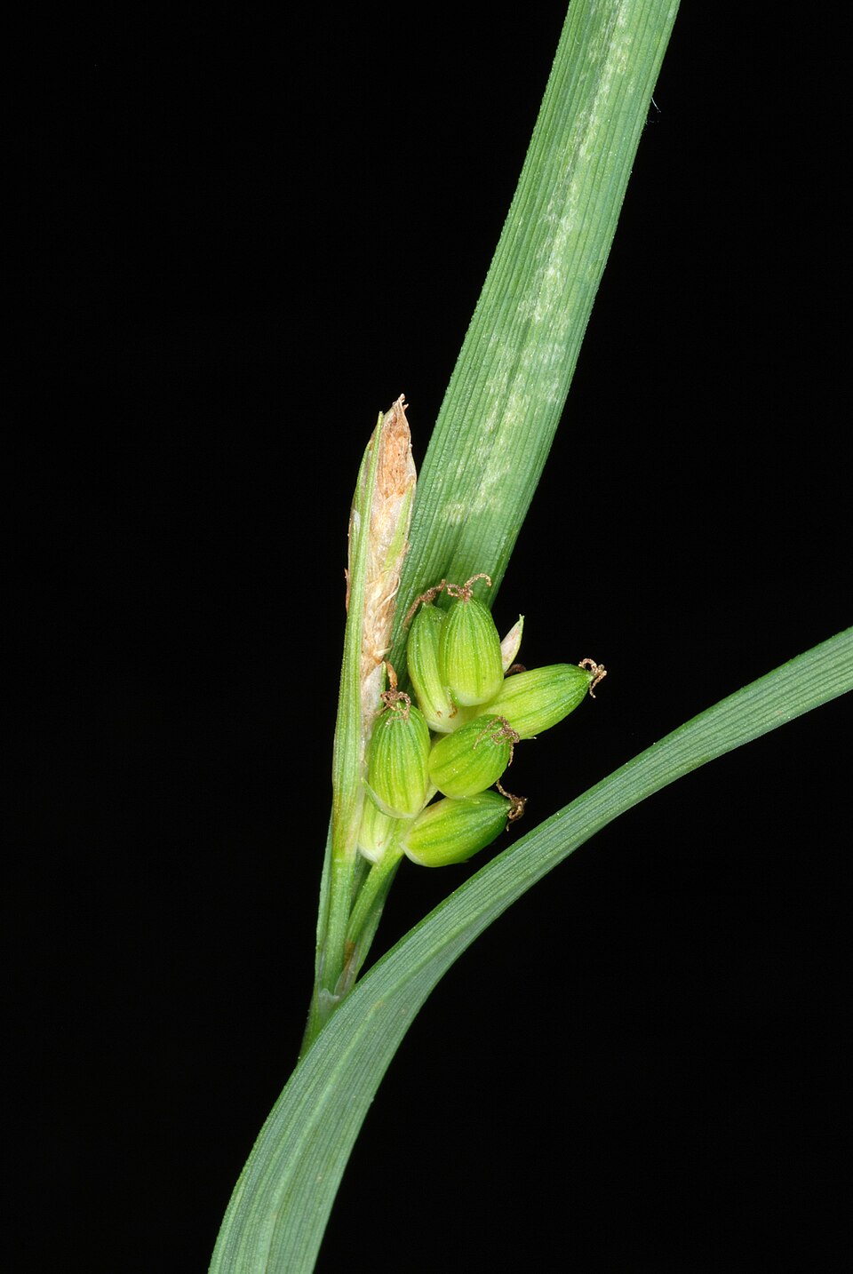 Carex flaccosperma (Blue Wood Sedge) (alternate view 9)
