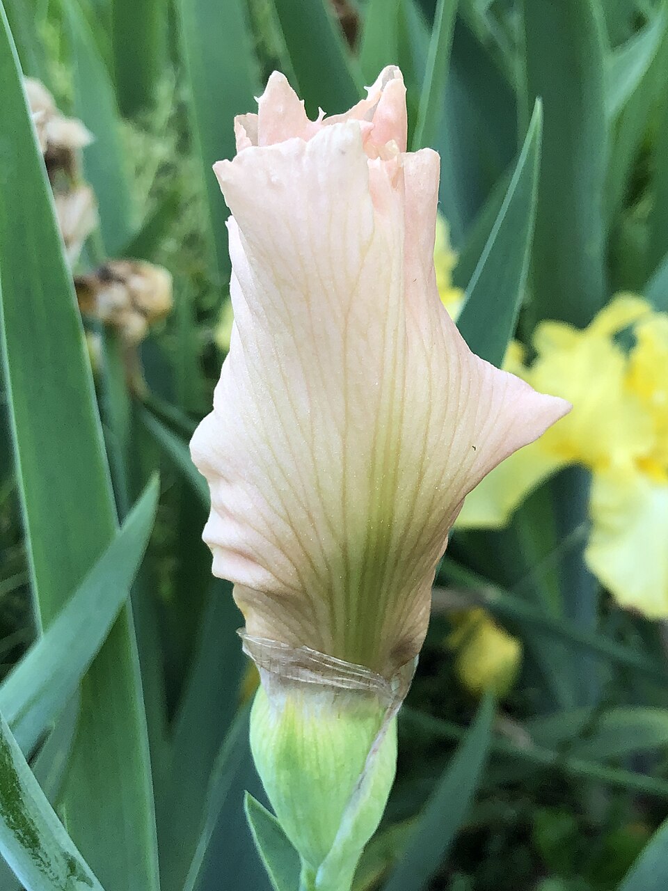 Iris germanica 'Beverly Sills' (Beverly Sills Reblooming Iris) (alternate view 4)