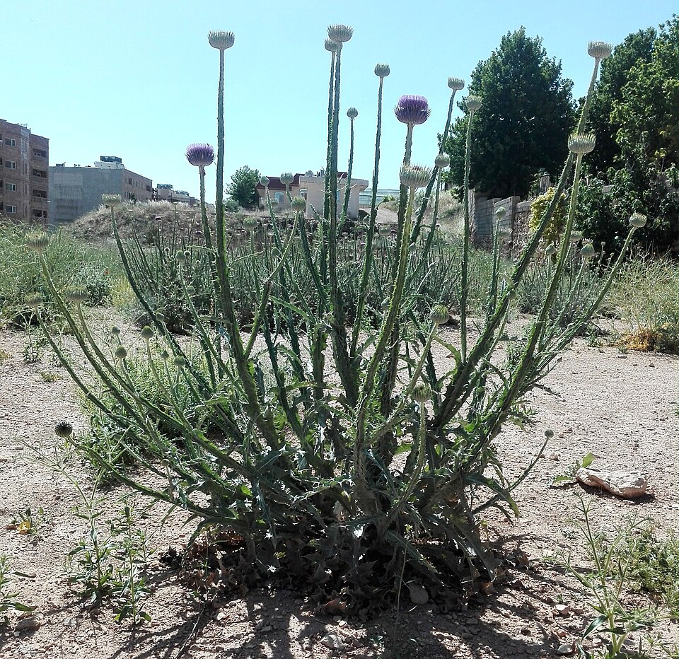 Onopordum (cotton thistles) (alternate view 2)