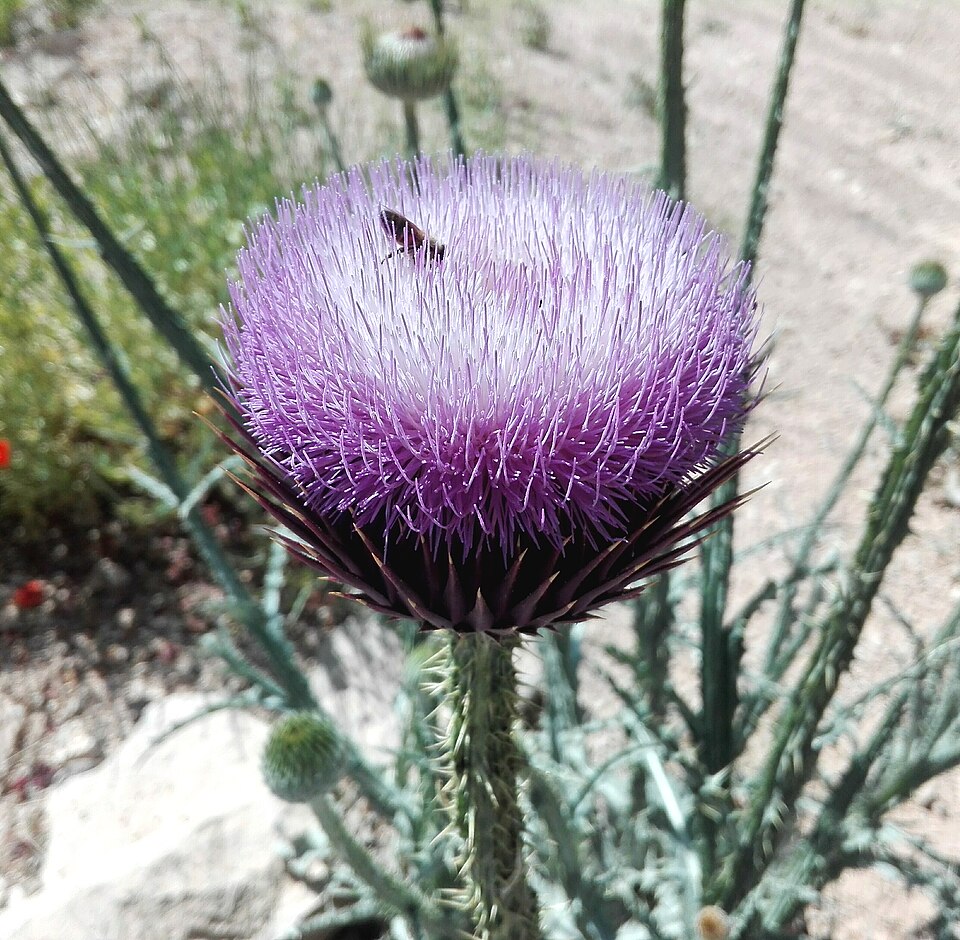 Onopordum (cotton thistles) (alternate view 3)