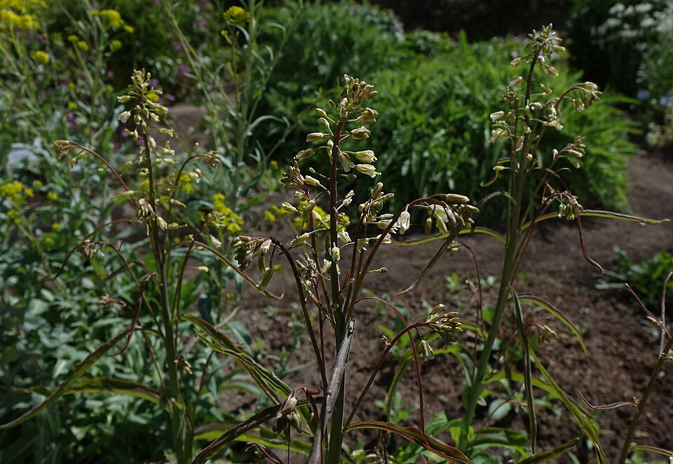 Borodinia laevigata (smooth rockcress) (alternate view 6)