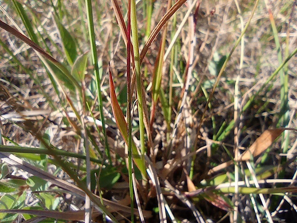 Luzula (woodrushes) (alternate view 12)