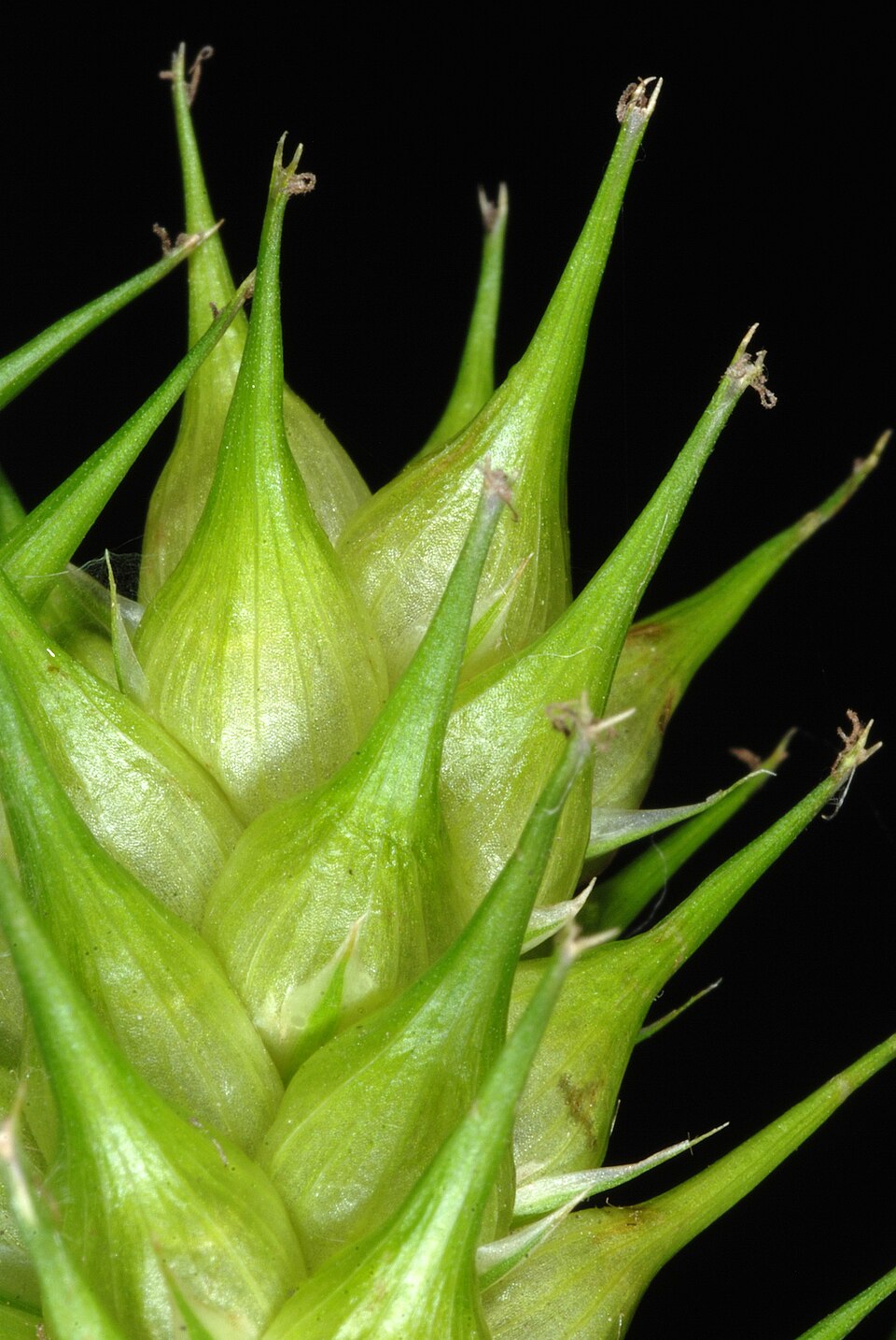 Carex lupulina (hop sedge) (alternate view 8)