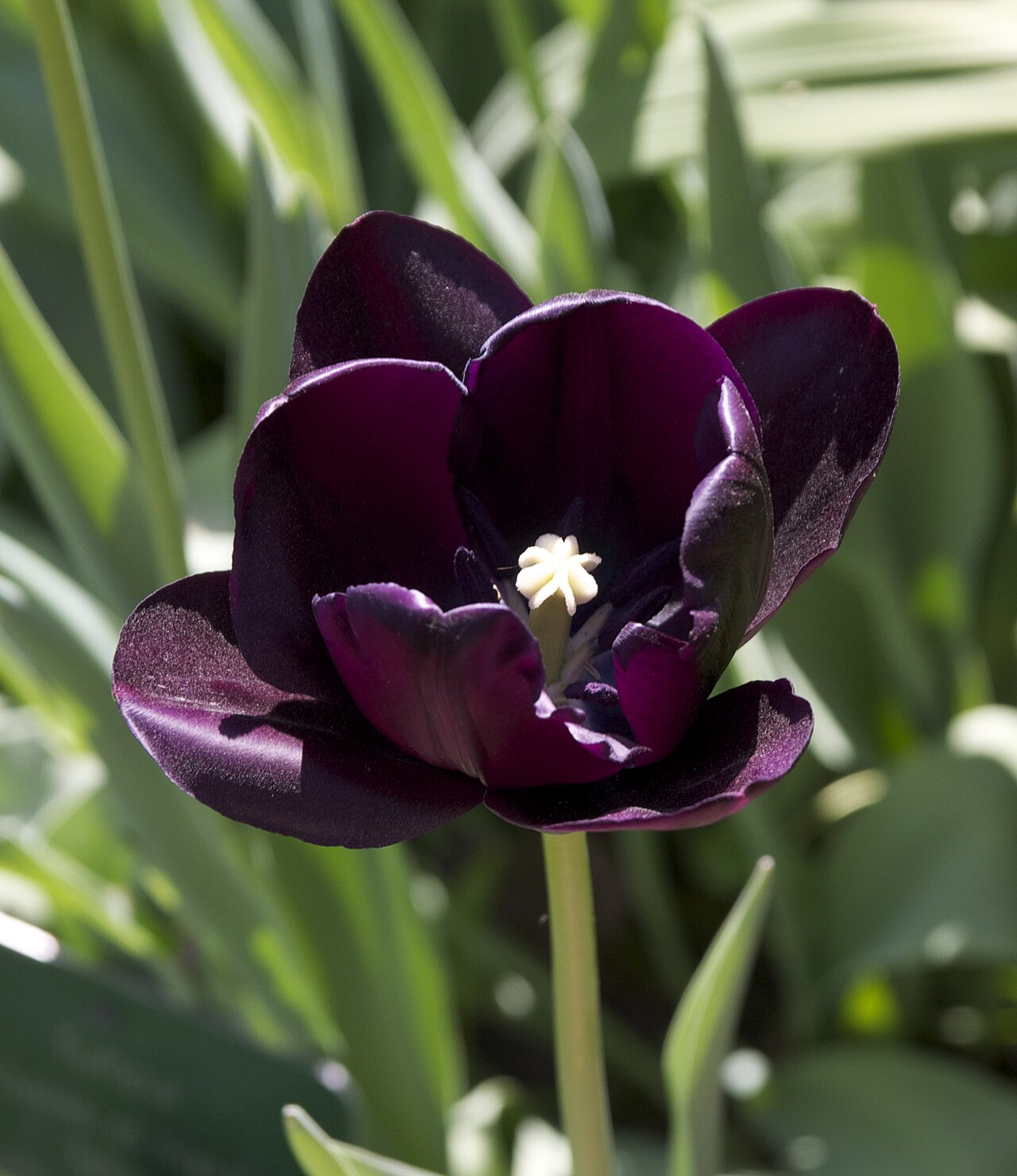 Tulipa 'Queen of Night', Tulip 'Queen of Night' — clumping deciduous (Liliaceae) (image 1 of 10)