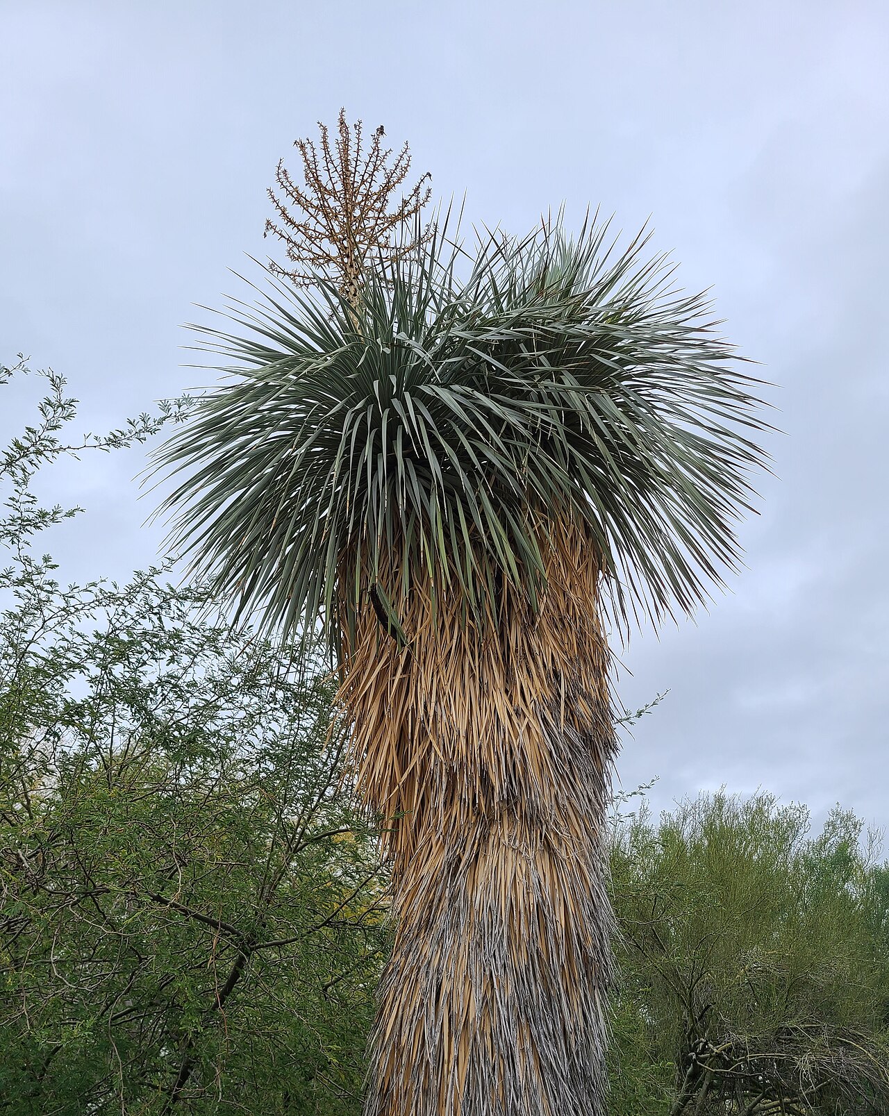 Yucca rostrata, Beaked yucca — upright evergreen (Asparagaceae) (image 10 of 10)