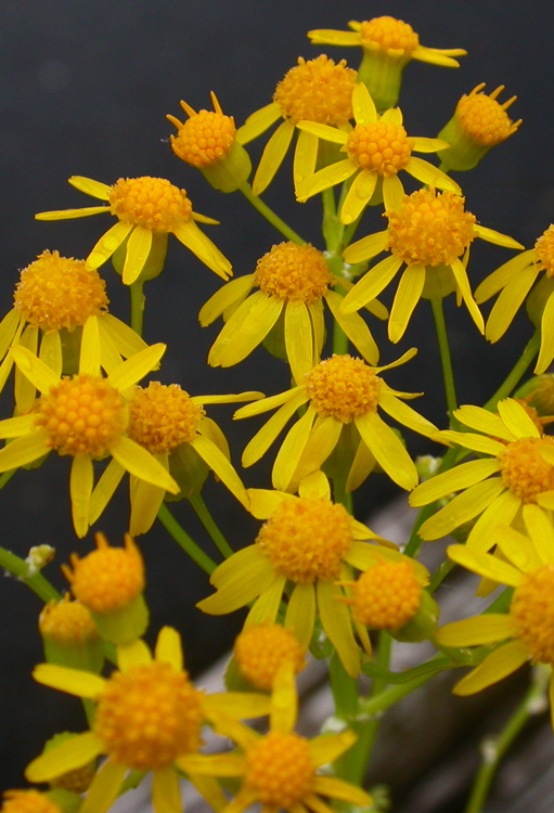 Packera anonyma (Small's ragwort) (alternate view 10)