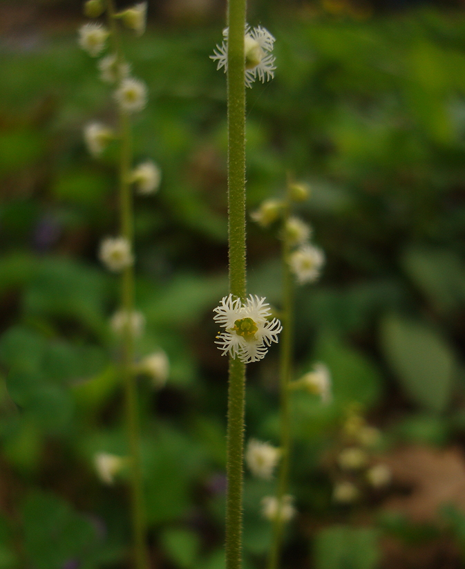 Mitella diphylla (twoleaf miterwort) (alternate view 6)