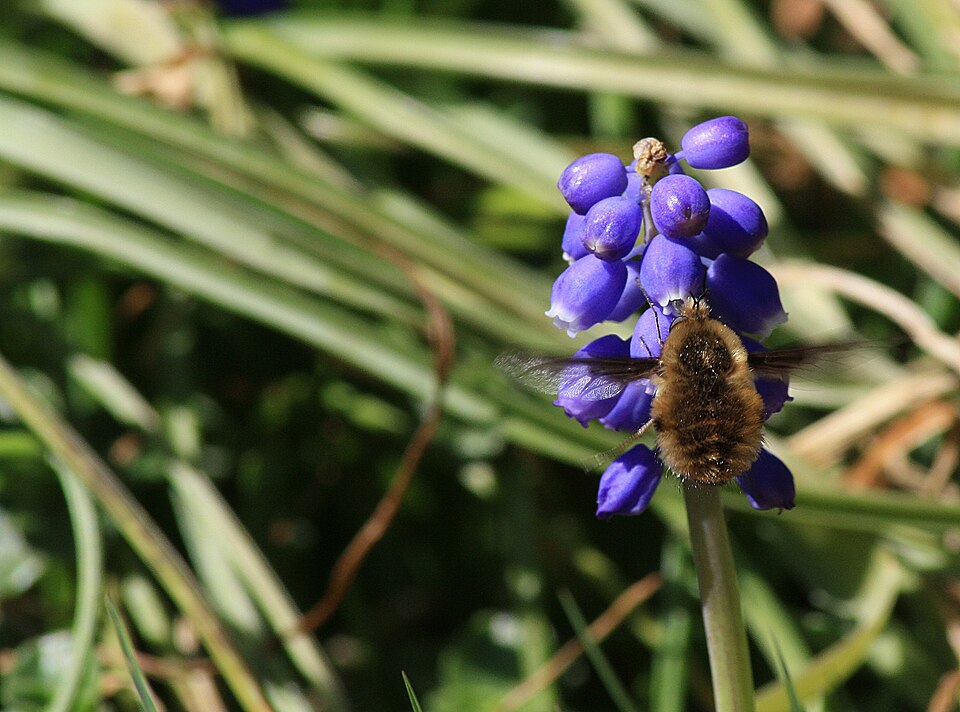 Muscari botryoides (common grape hyacinth) (alternate view 7)