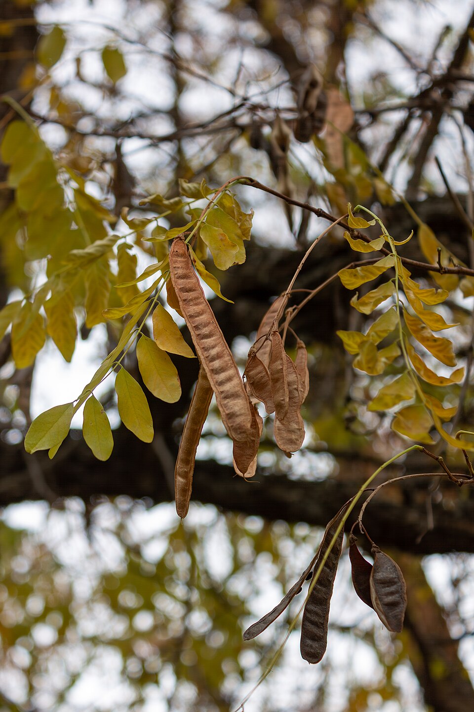 Gleditsia (honey locusts) (alternate view 3)