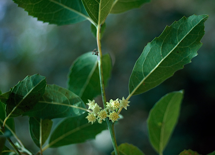 Hedycarya angustifolia (Australian mulberry) (alternate view 3)