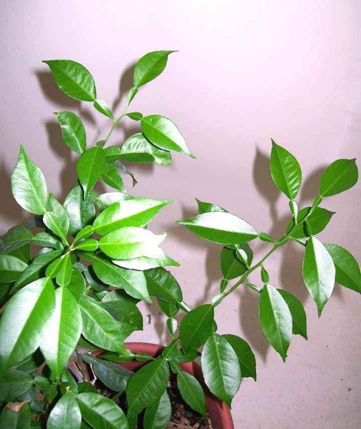Citrus junos, Yuzu — upright evergreen (Rutaceae) (image 7 of 9)