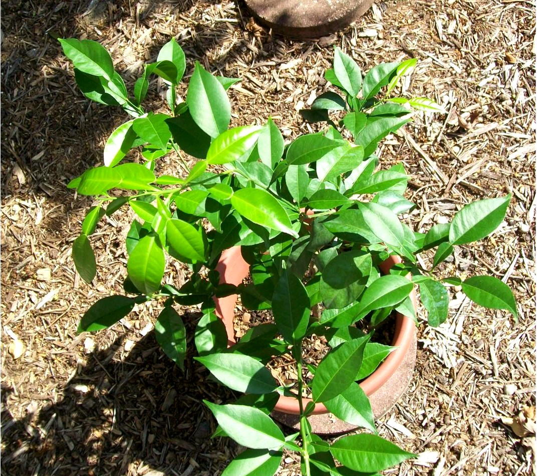 Citrus junos, Yuzu — upright evergreen (Rutaceae) (image 8 of 9)
