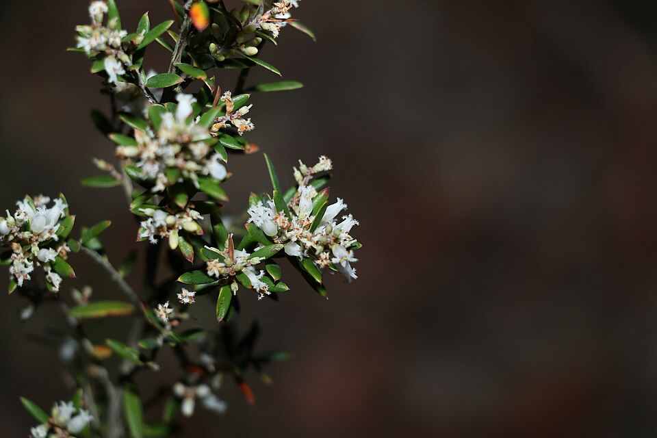 Acrotriche aggregata (Ground Berry) (alternate view 4)