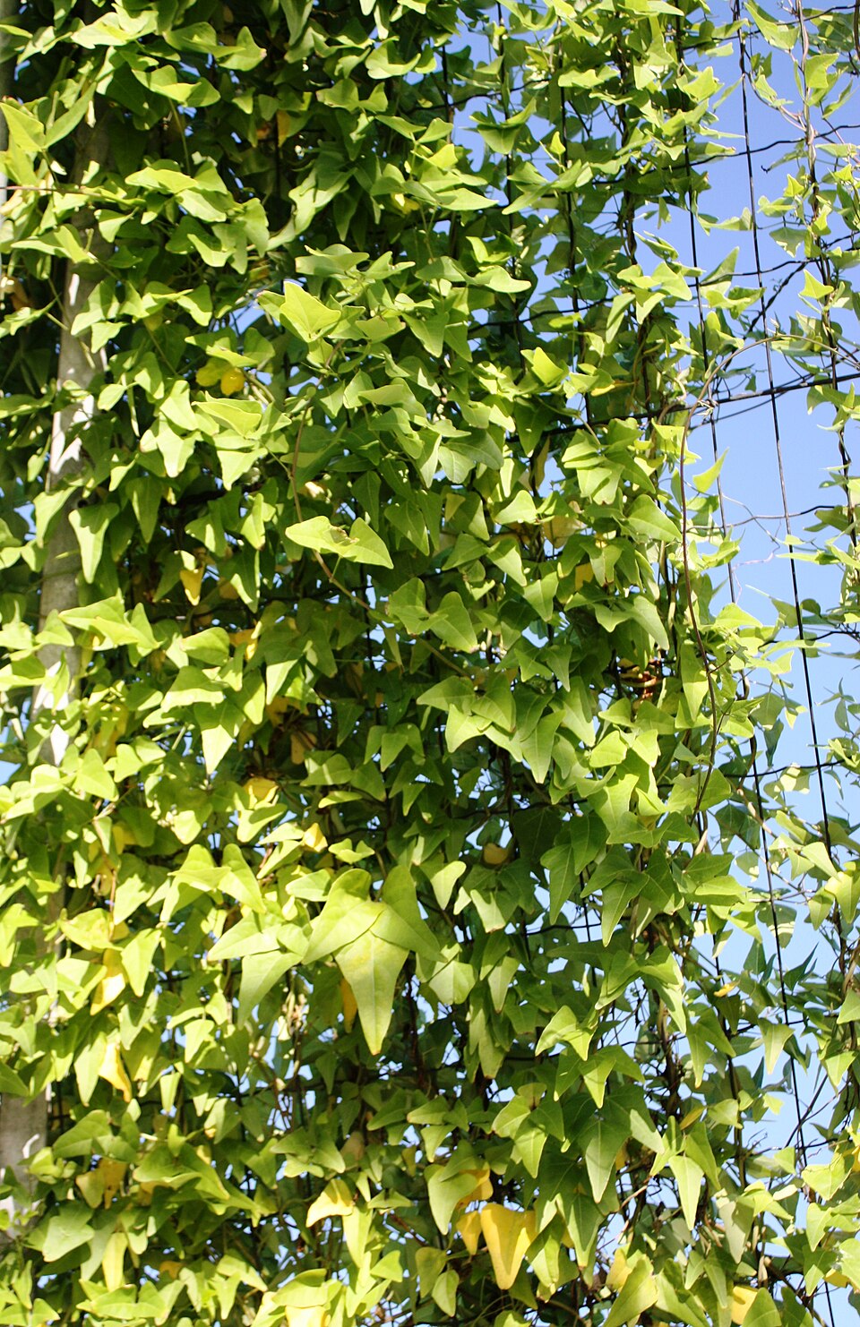 Dipogon lignosus (Okie bean) (alternate view 7)