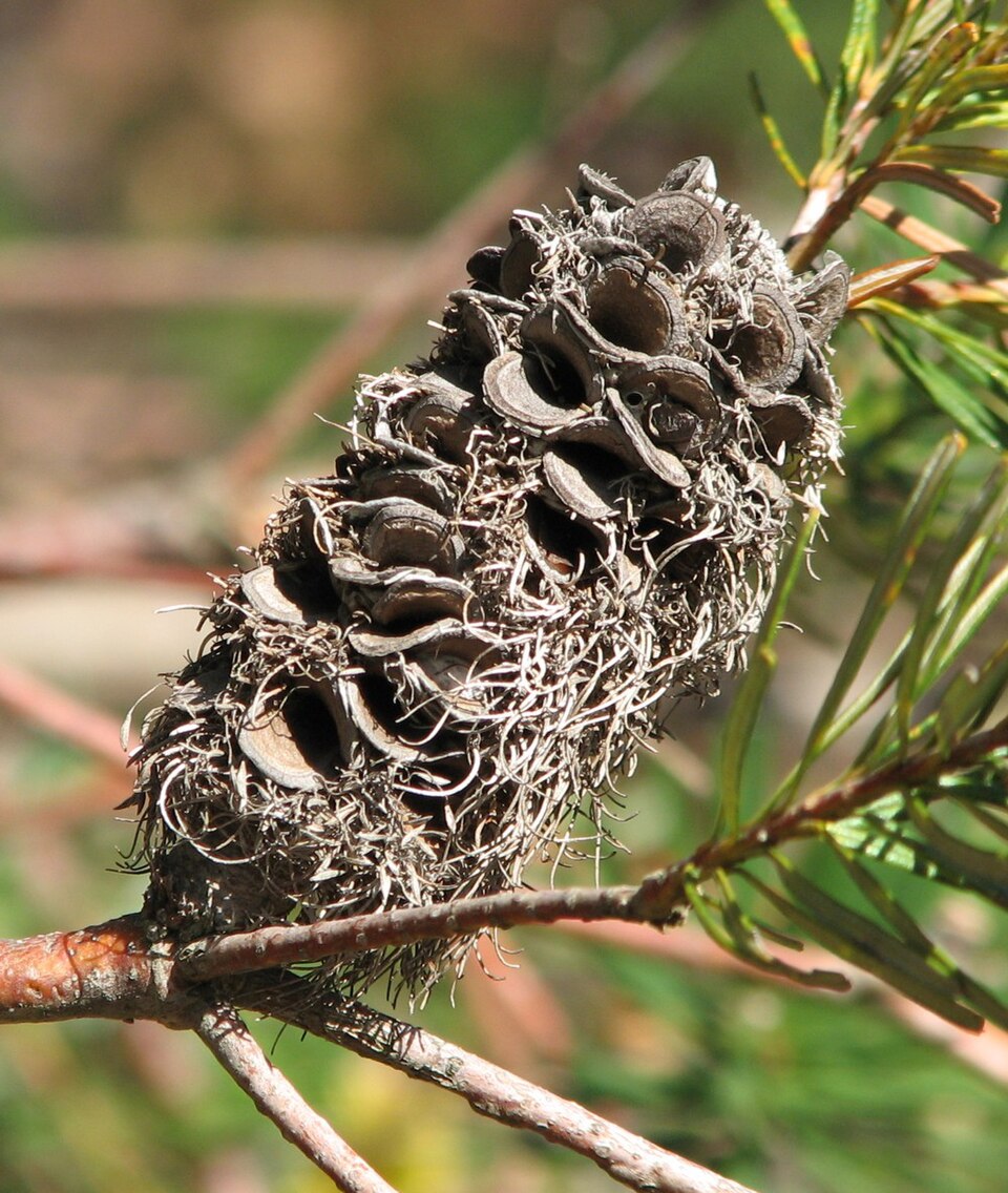 Banksia marginata (Silver Banksia) (alternate view 2)