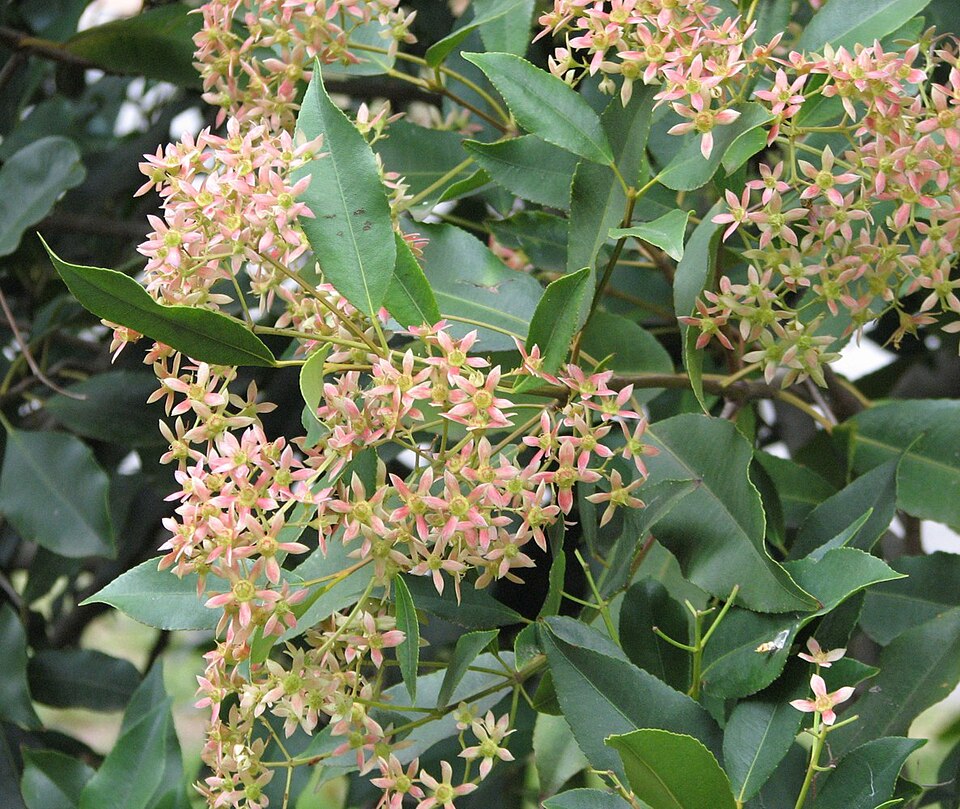 Ceratopetalum apetalum (coachwood) (alternate view 6)