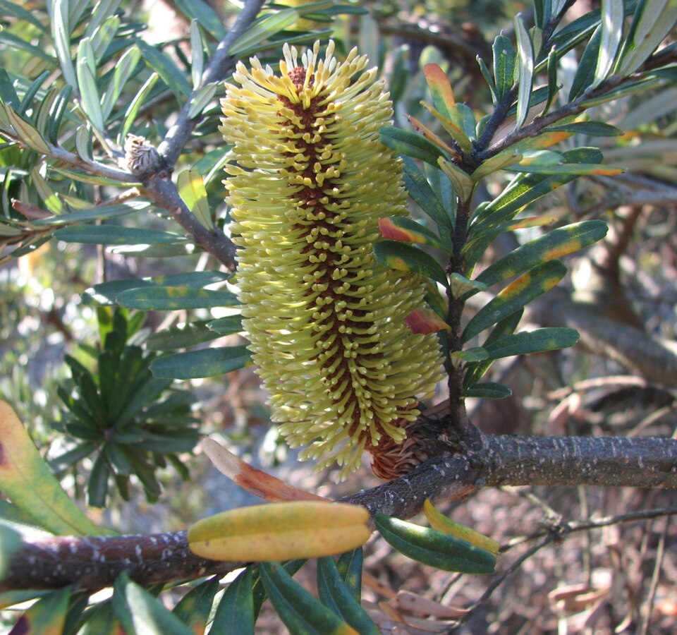 Banksia marginata (Silver Banksia) (alternate view 3)