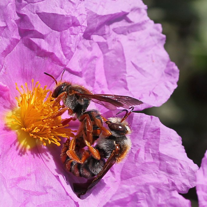 Cistus creticus (alternate view 9)