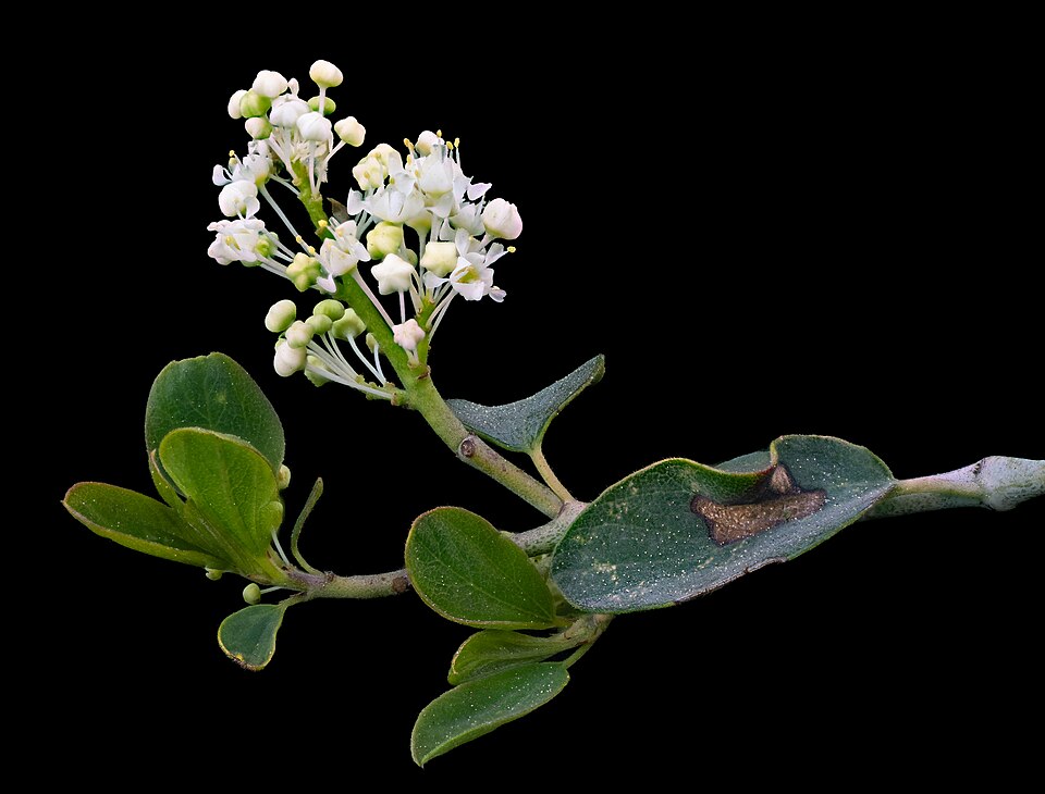 Ceanothus cordulatus (mountain whitethorn) (alternate view 7)