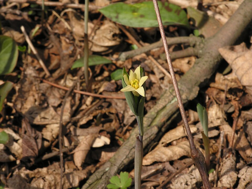 Uvularia sessilifolia (sessile bellwort) (alternate view 6)