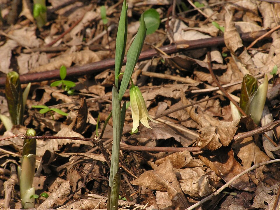 Uvularia sessilifolia (sessile bellwort) (alternate view 7)