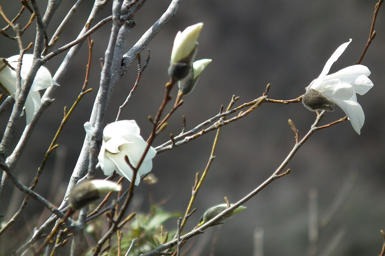 Magnolia salicifolia (Anise Magnolia)