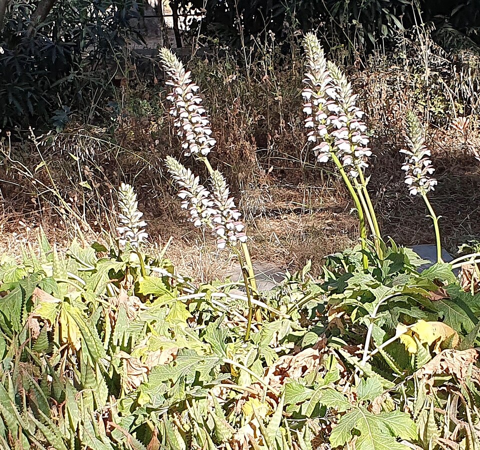 Acanthus (Acanthus) (alternate view 2)