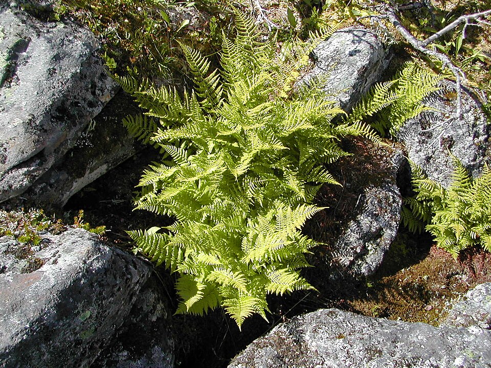 Dryopteris expansa (coast shield fern) (alternate view 6)