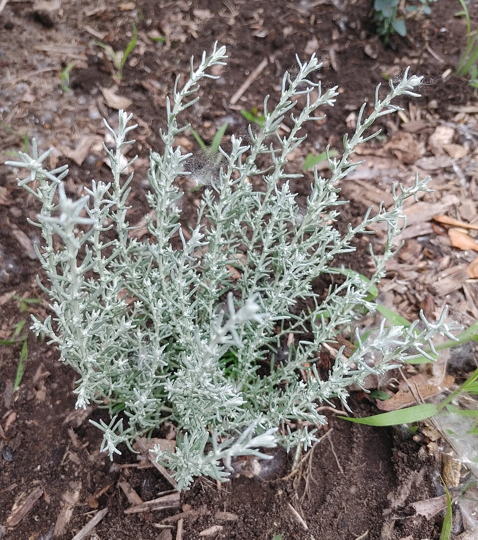 Helichrysum (Everlasting-flowers) (alternate view 9)