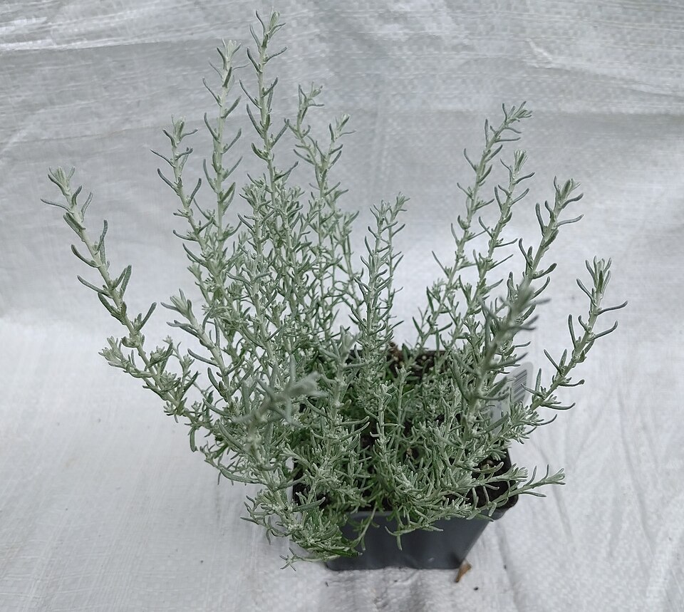 Helichrysum (Everlasting-flowers) (alternate view 10)