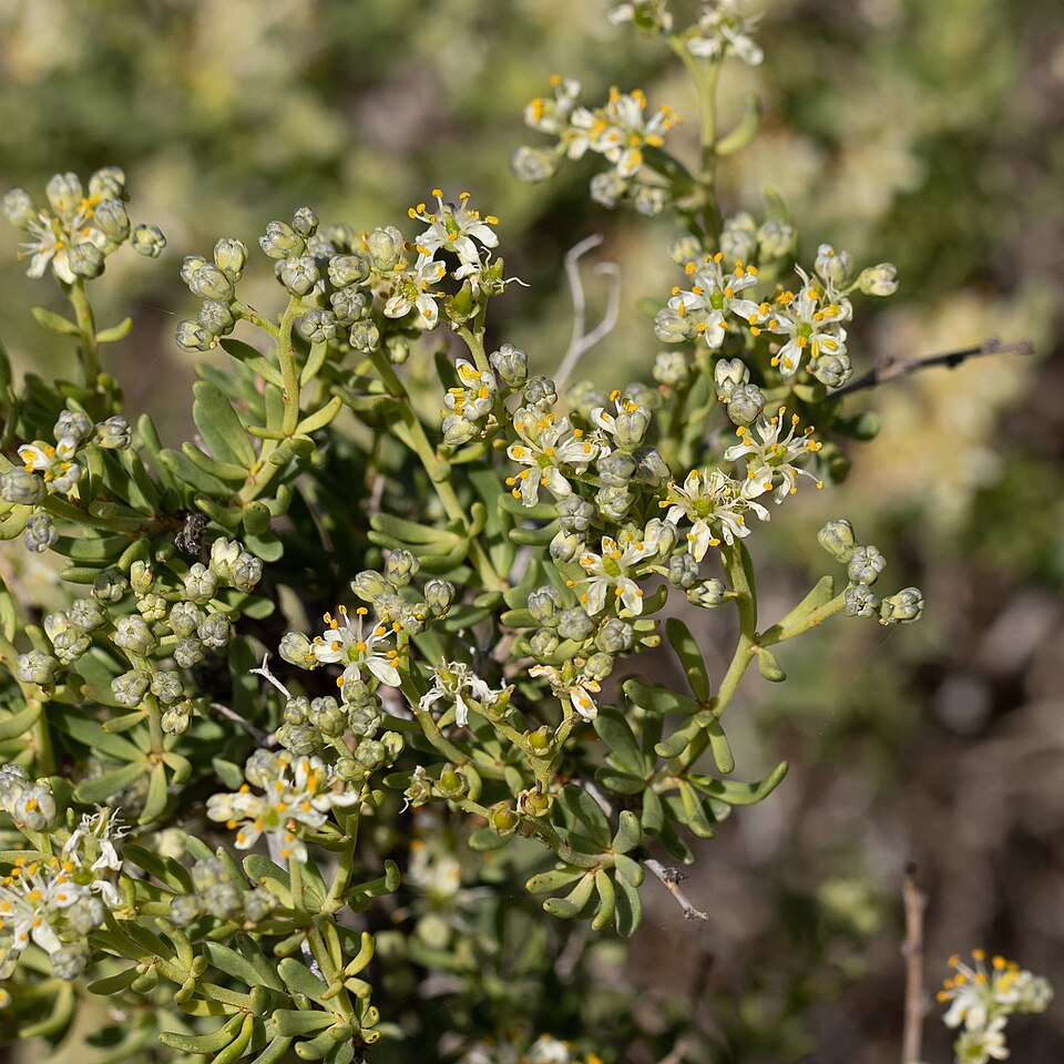 Nitraria billardierei (nitre bush) (alternate view 8)
