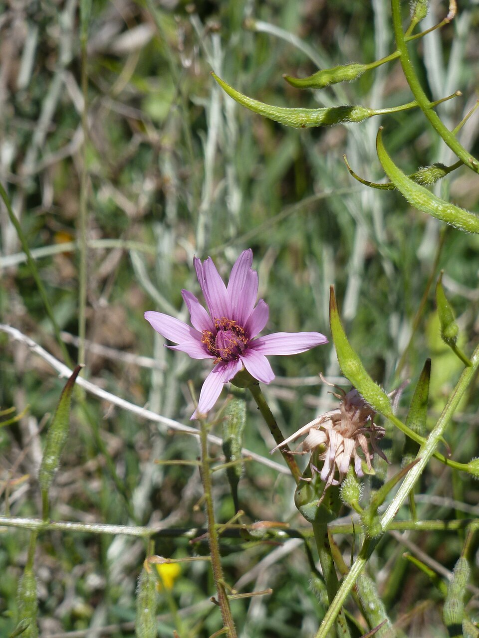 Tragopogon (Salsifies) (alternate view 9)