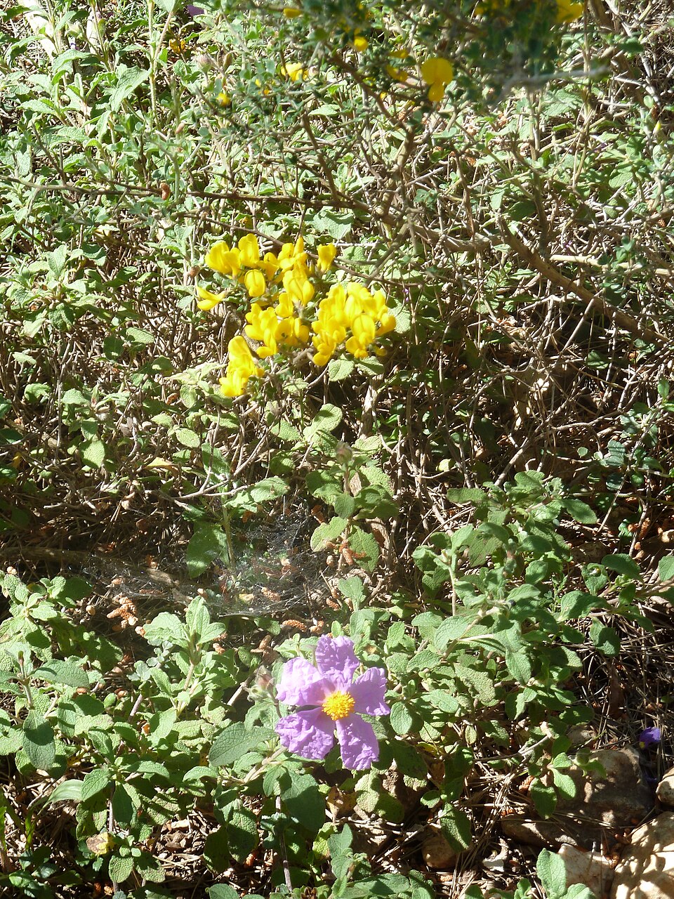 Cistus (Shrubby Rock-roses) (alternate view 2)