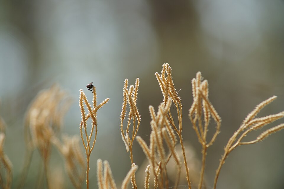 Diphasiastrum (Ground cedars) (alternate view 4)