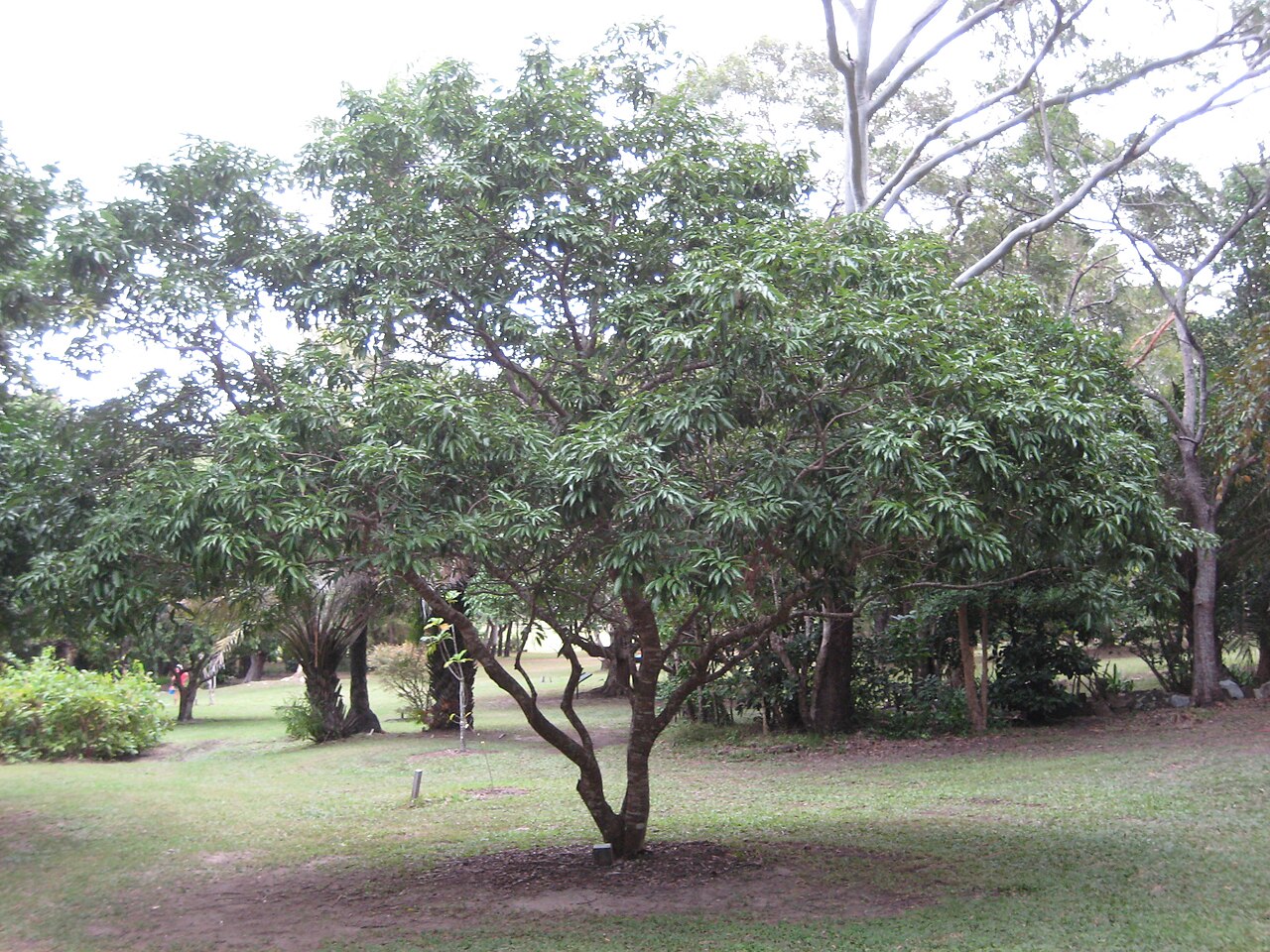 Litchi chinensis, Lychee — spreading evergreen (Sapindaceae) (image 5 of 10)