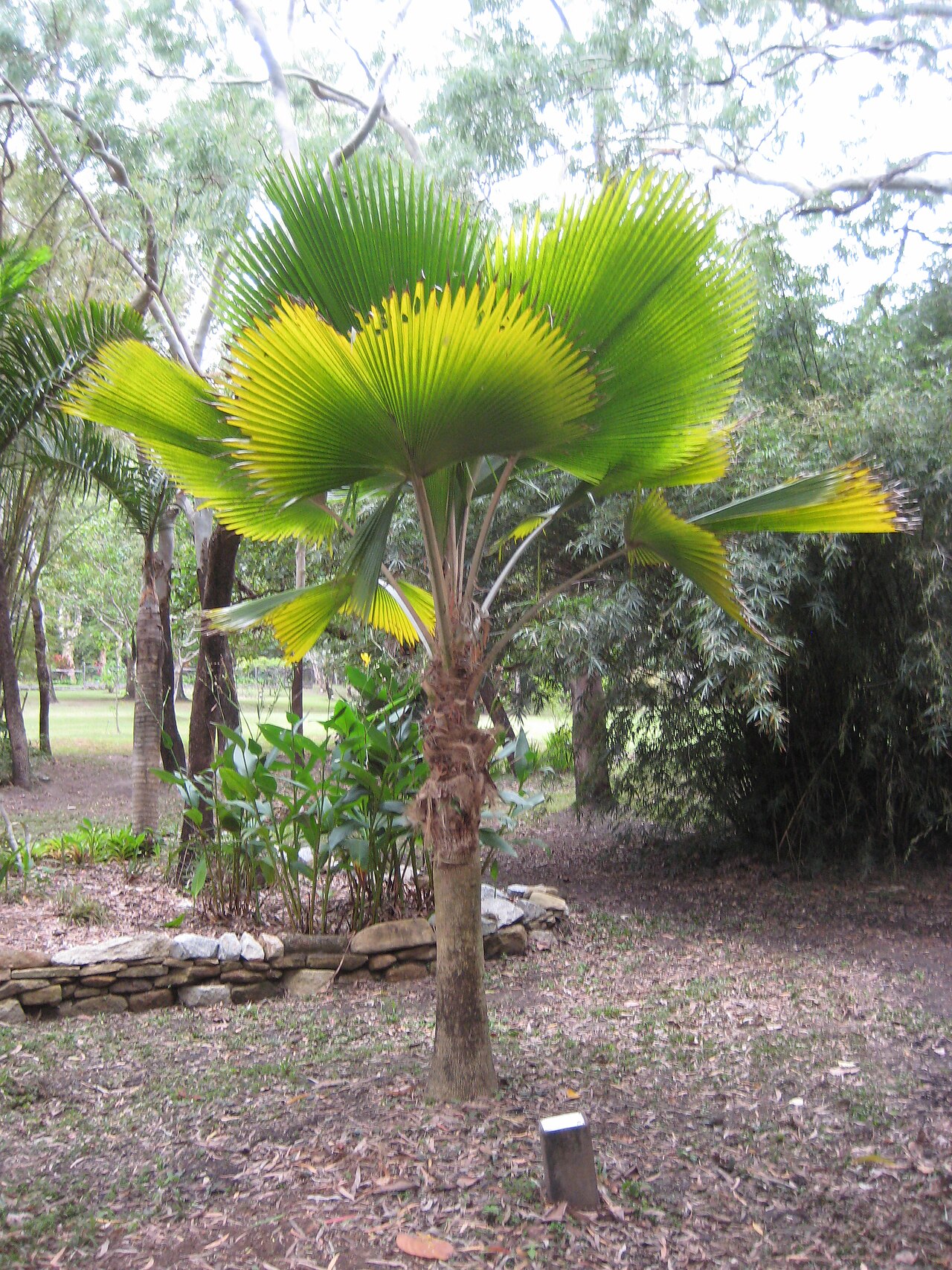 Pritchardia pacifica, Fiji fan palm — upright evergreen (Arecaceae) (image 5 of 10)