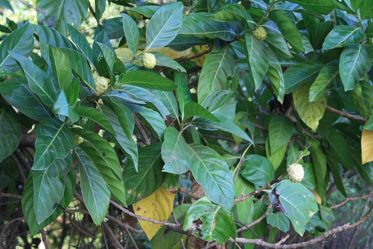 Morinda citrifolia, Noni — upright evergreen (Rubiaceae) (image 1 of 10)