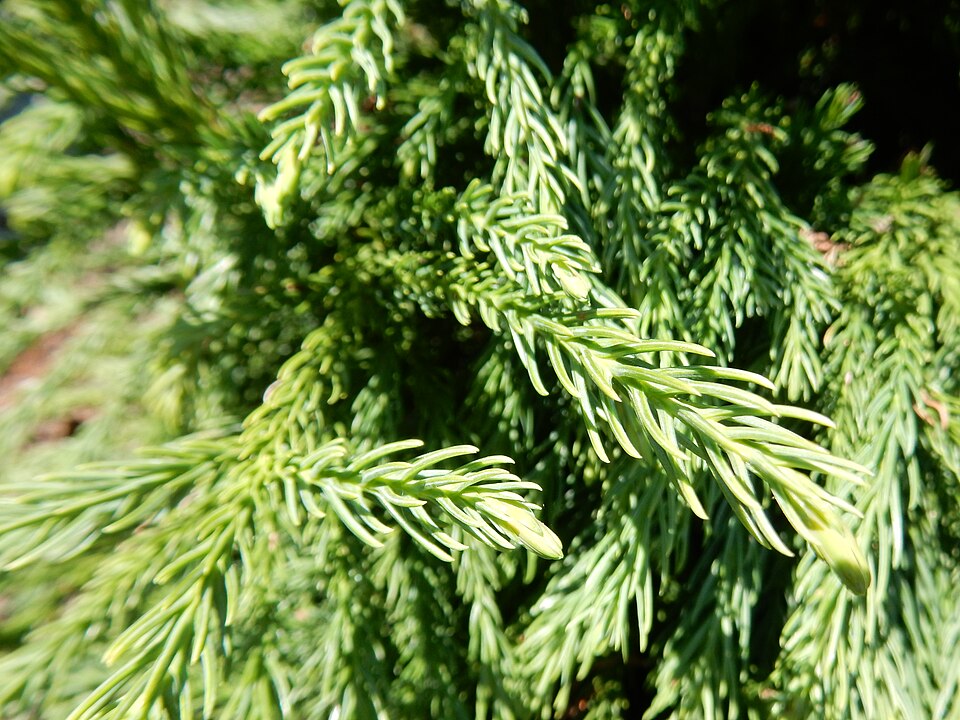 Cryptomeria japonica 'Globosa Nana' (Globe Japanese Cedar) (alternate view 4)