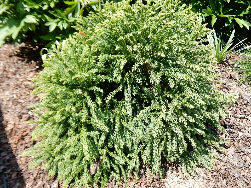 Cryptomeria japonica 'Globosa Nana' (Globe Japanese Cedar) (alternate view 5)