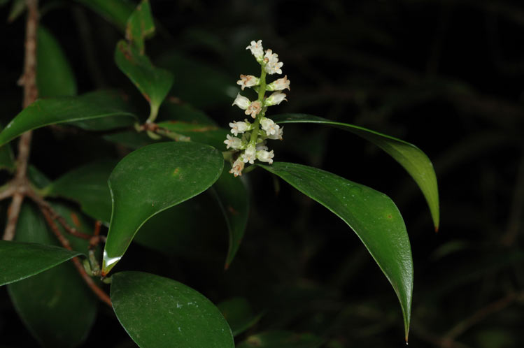Trochocarpa laurina (Tree Heath) (alternate view 8)